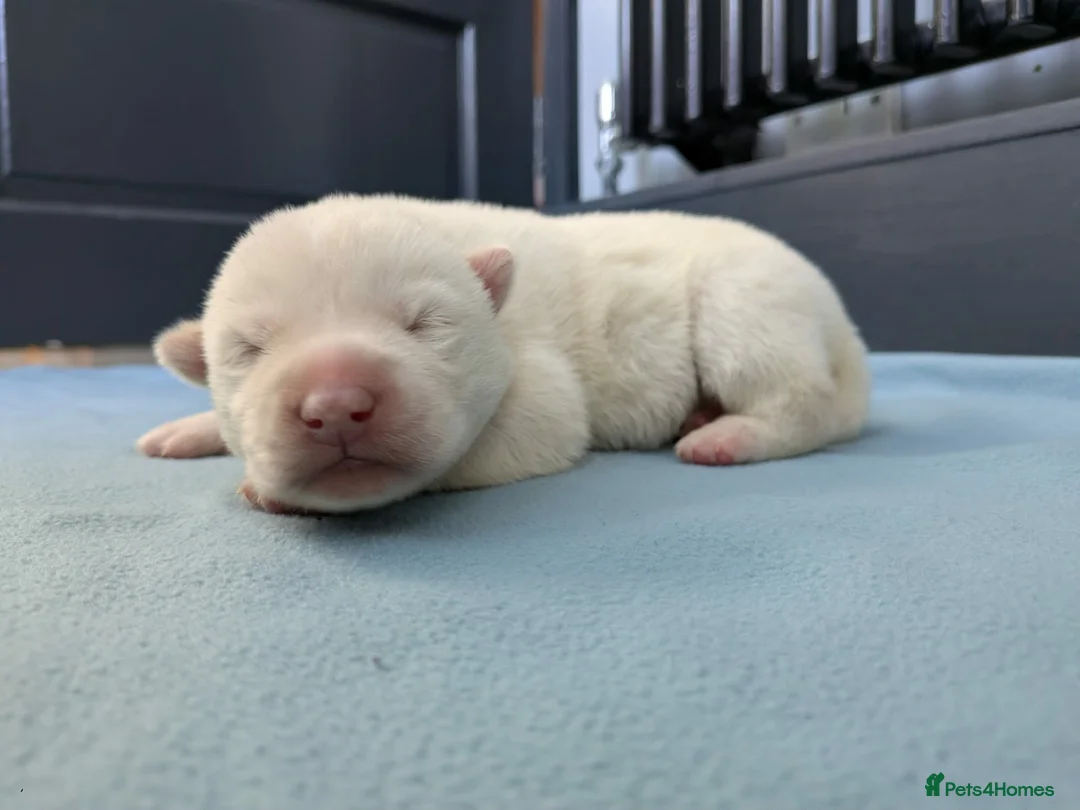 Siberian Husky dogs for sale: 6 beautiful Siberian Huskies  1 available  - Advert 22