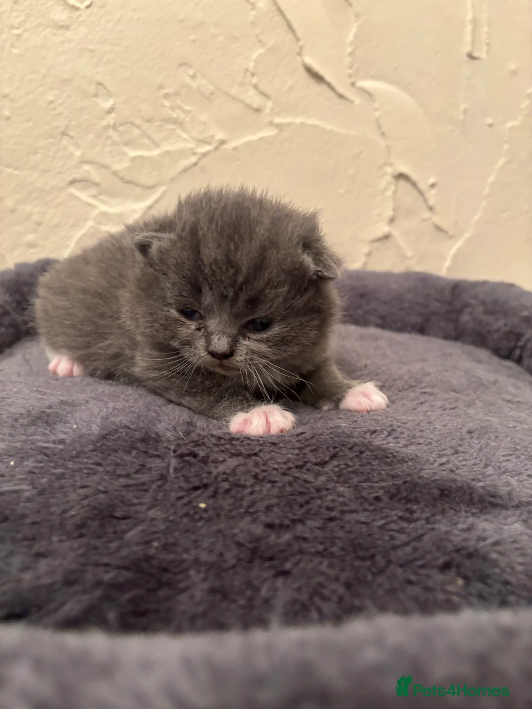 Ragdoll cats for sale: Ragdoll x British shorthair  - Advert 6