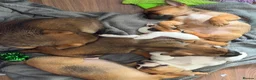 Jackshund dogs for sale: JACKSHUND PUPS  - Advert 5