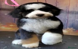 Bernedoodle dogs for stud: Miniature bernedoodle at stud  in Manchester - Image 1