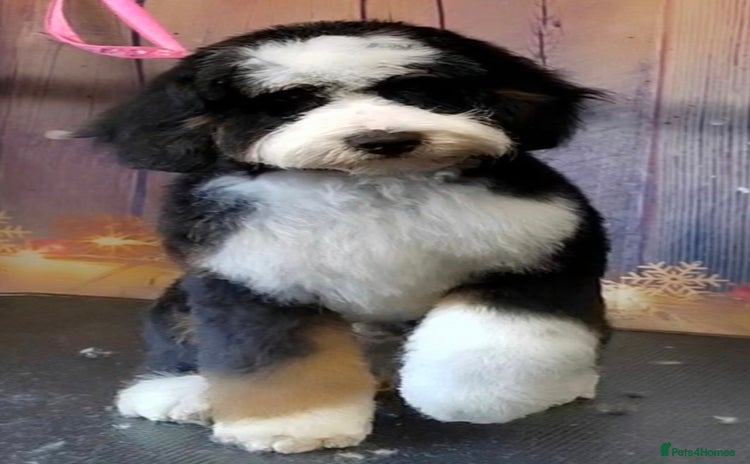 Bernedoodle dogs in Manchester - Advert 1
