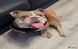 English Bulldog dogs for sale: Bubbles the British Bulldog - Image 5