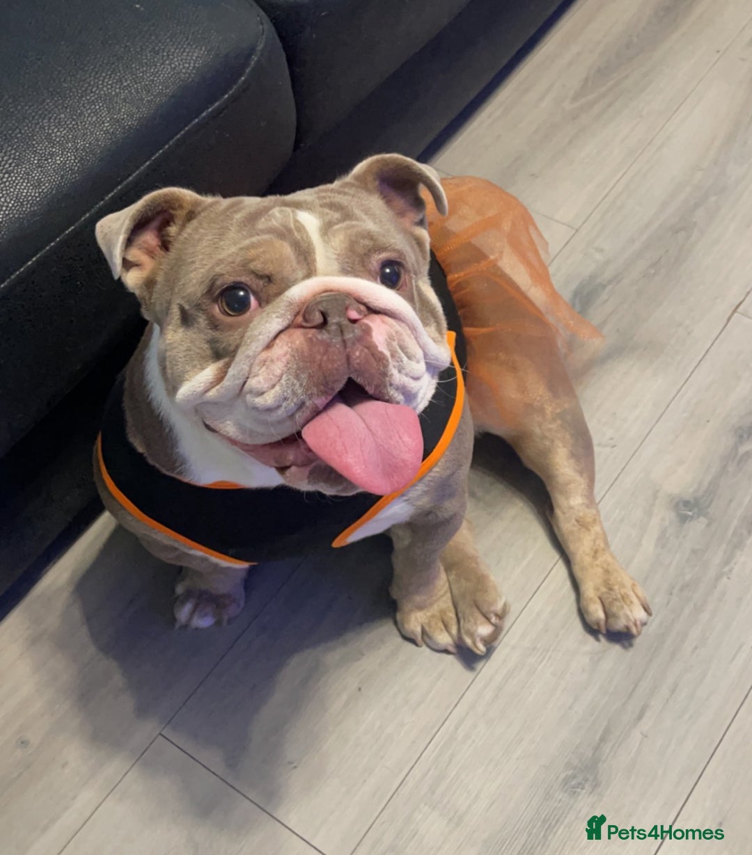 English Bulldog dogs for sale: Bubbles the British Bulldog - Image 5