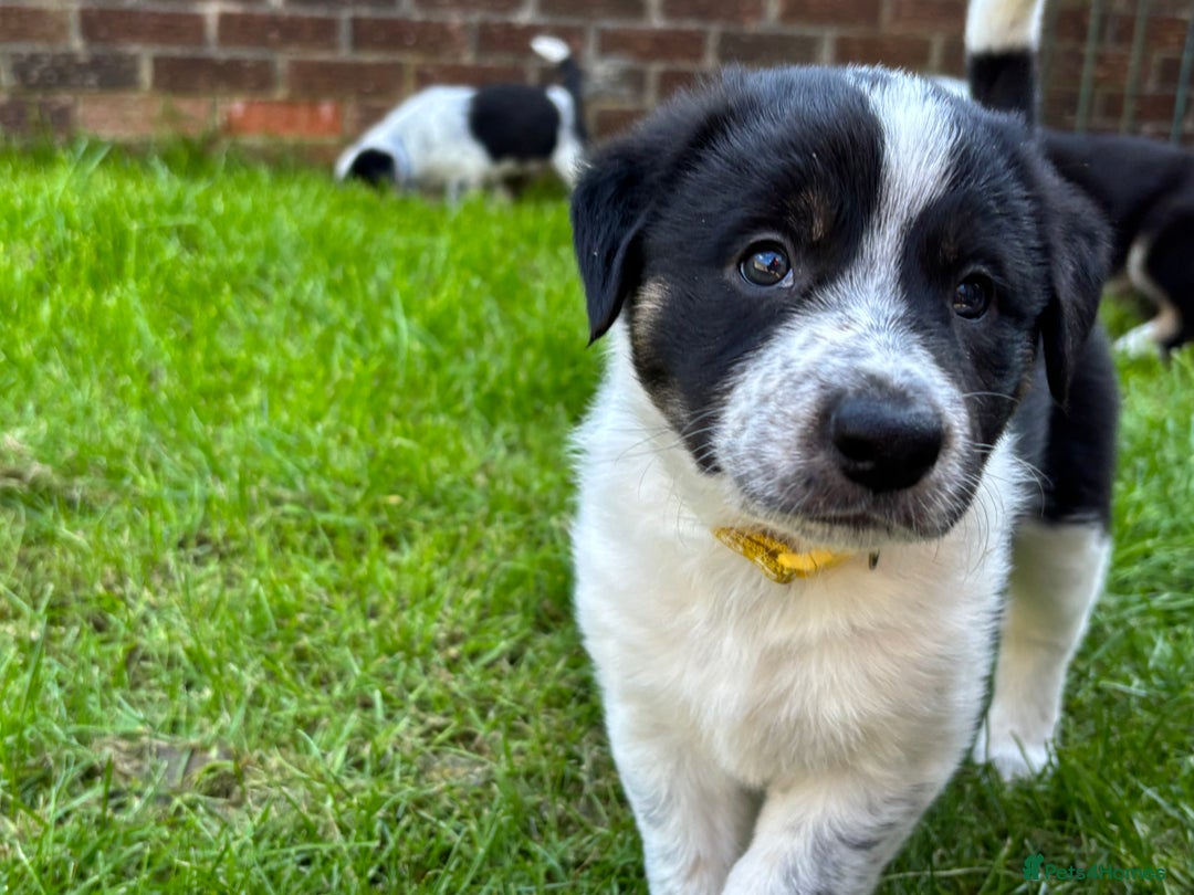 Border Collie dogs for sale: Unique Tri colour and piebald Border Collies  - Image 11