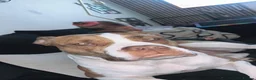 American Bulldog dogs for sale: Female American bulldog - Xena  - Advert 4