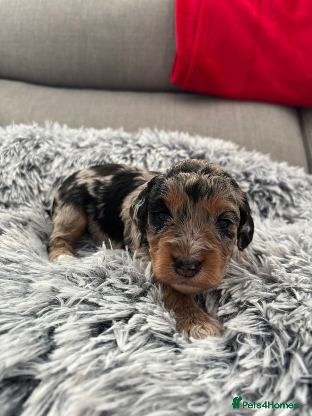 Cockapoo dogs for sale:   🐾 Cockapoo Puppies 🐶  - Image 2