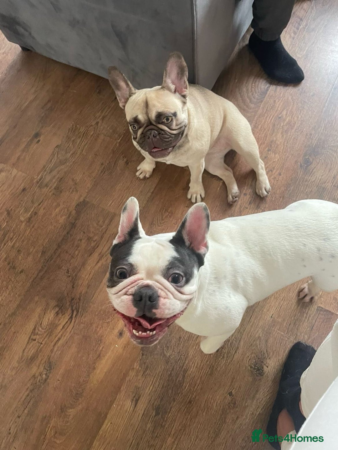 French Bulldog dogs for sale: Angel  - Advert 1