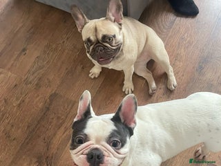 French Bulldog dogs Angel - Advert 1