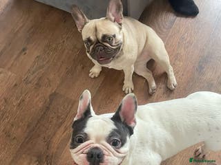 French Bulldog dogs Angel - Advert 5