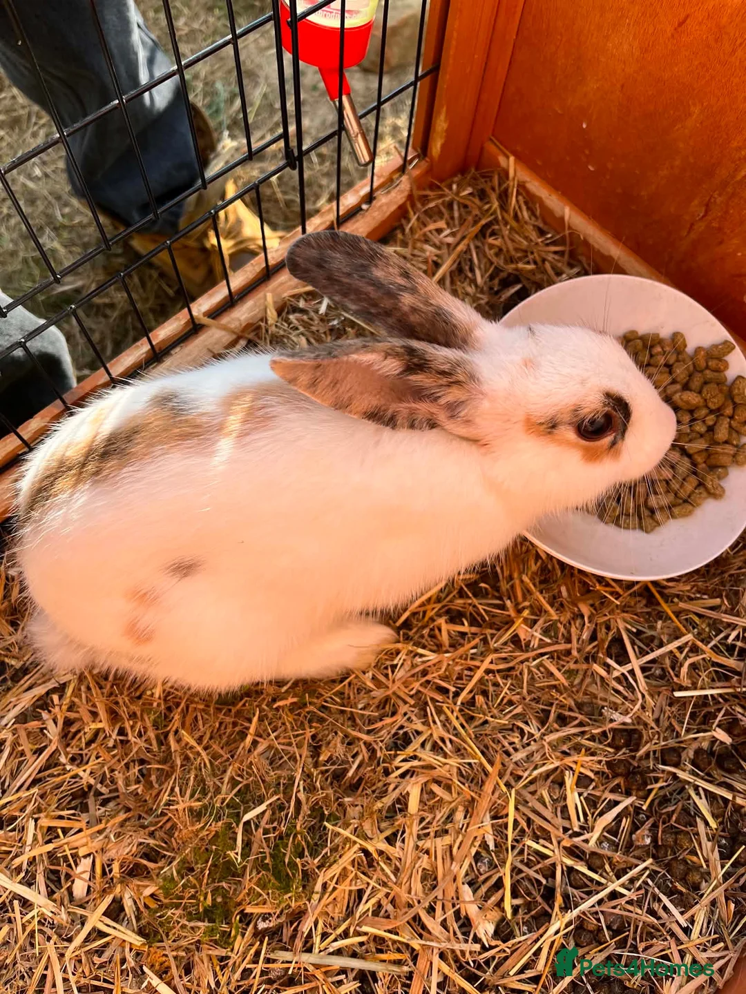 Mixed Breed rabbits for sale: Male rabbit for sale  in Warminster - Advert 3