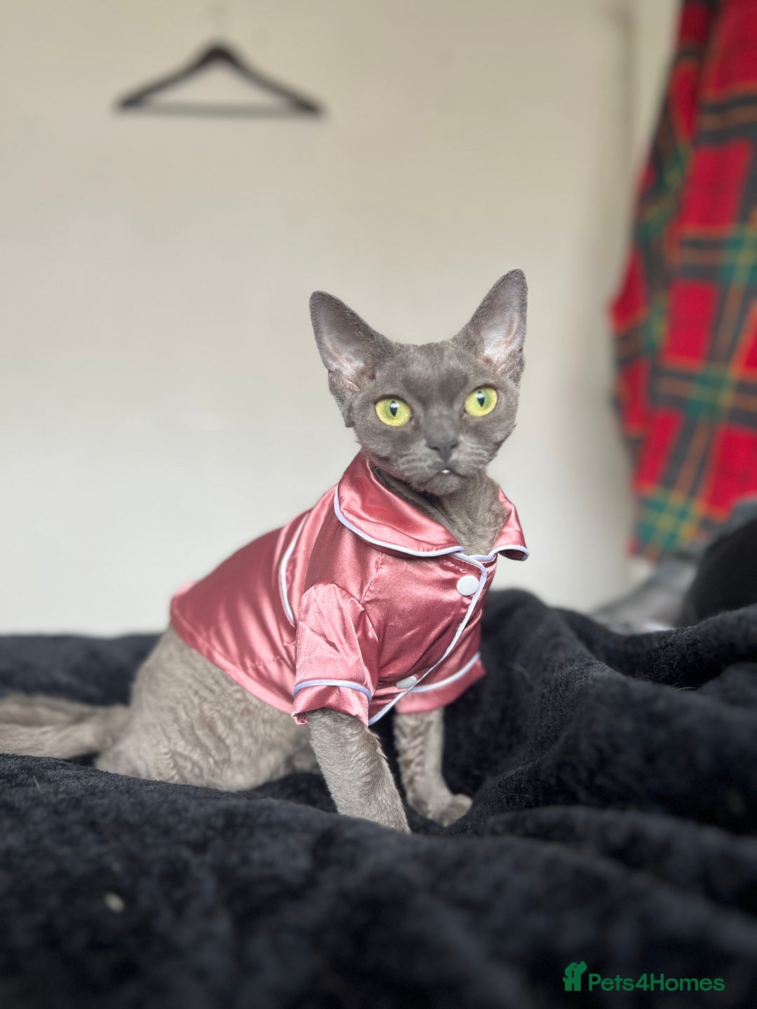 Devon Rex cats for sale: Female devon rex needs new home - Advert 10