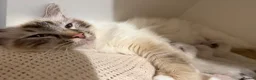 Birman cats for sale: Birman kittens - Advert 6