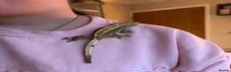 Gecko reptiles for sale: Young female lily white pinstriped crested gecko  in Blackburn - Advert 3