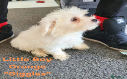 Maltese dogs for sale: 4 Beautiful Maltese Puppies looking for a home - Image 3