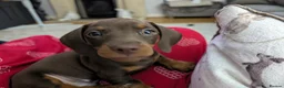 Miniature Dachshund dogs for sale: 🌟💙CHOCOLATE & TAN MINIATURE DACHSHUND MALE💙🌟 - Advert 3