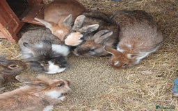 English rabbits for sale: Rabbits for sale , various sexes and ages  - Image 5