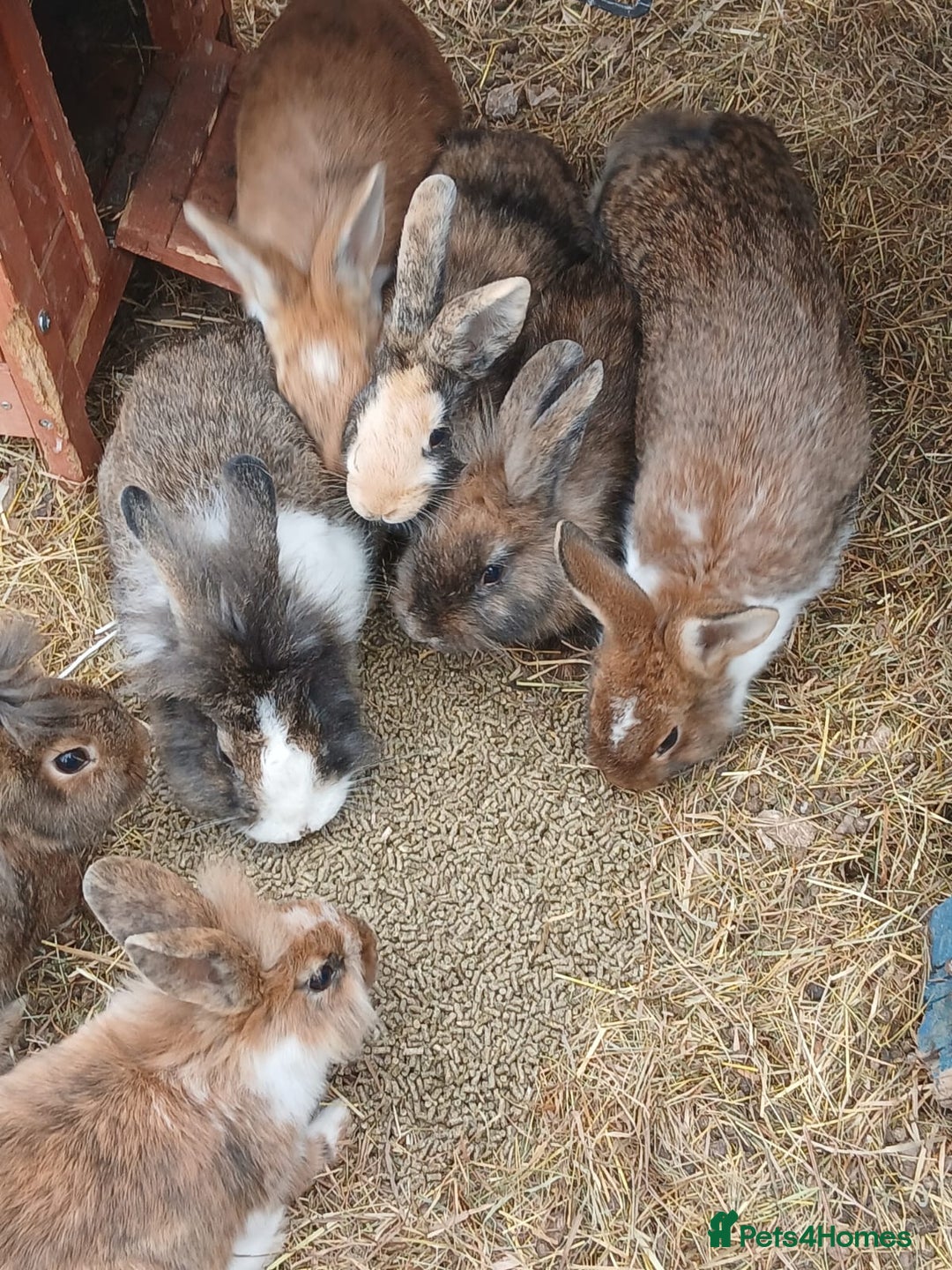 English rabbits for sale: Rabbits for sale , various sexes and ages  - Image 5