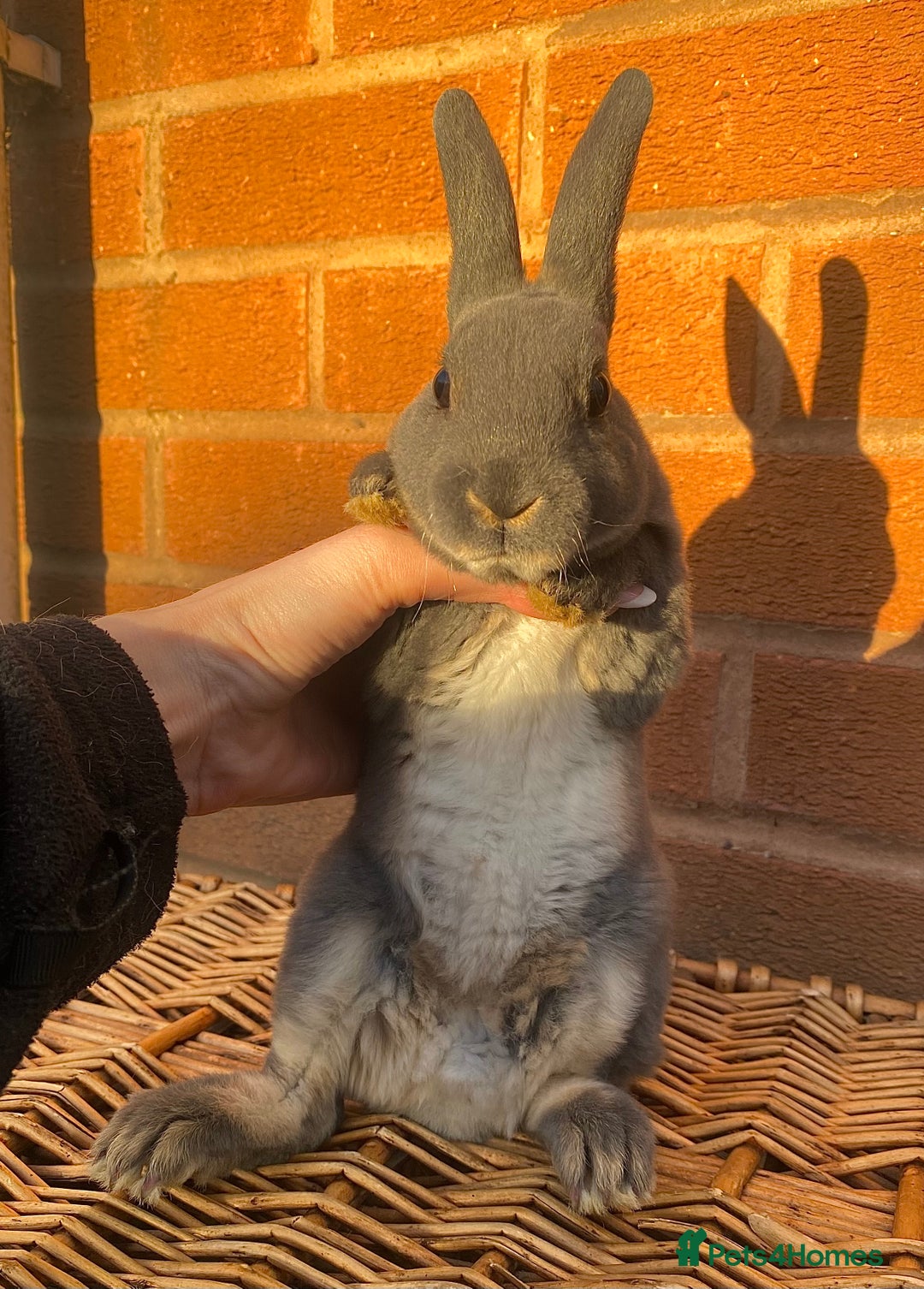 Rex rabbits for sale: Female & male otter/BEW mini rex rabbits  - Image 17