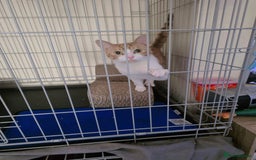 Domestic Shorthair cats for adoption: Meet 3 year old Nova 🐾❤️ - Image 1