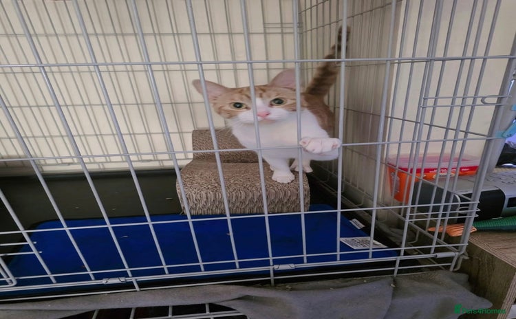 Domestic Shorthair cats - Advert 1