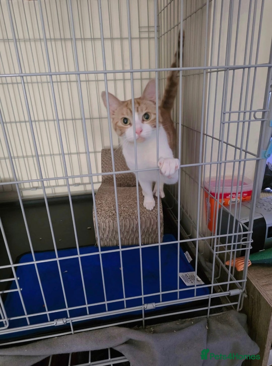 Domestic Shorthair cats for adoption: Meet 3 year old Nova 🐾❤️ - Image 1
