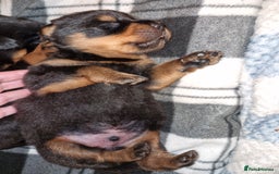 Rottweiler dogs for sale: Beautiful rottweiler puppys  - Image 6
