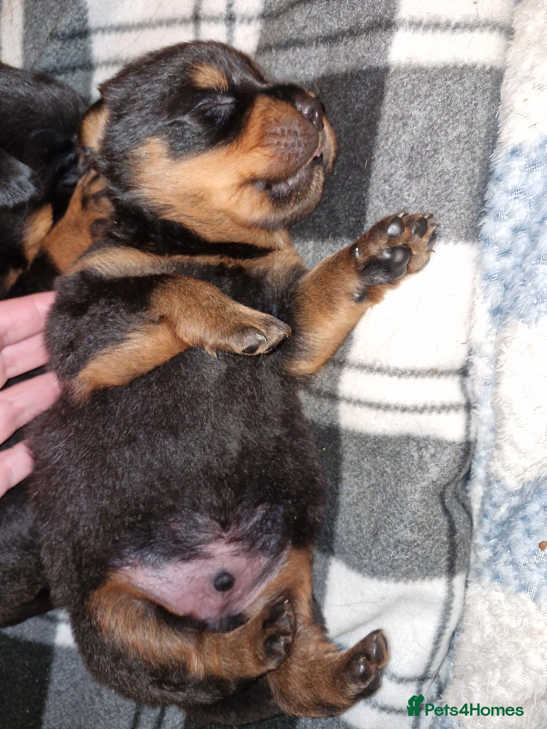 Rottweiler dogs for sale: Beautiful rottweiler puppys  - Image 6