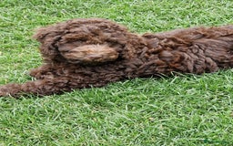 Cockapoo dogs for sale: Cockerpoo 1 boy (brown) and 1 girl (Merle)  - Image 9