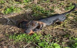 Dachshund dogs for sale: One Mini dachshund puppy Dad kc registered in Northampton - Image 5
