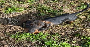 Dachshund dogs in Northampton - Advert 4