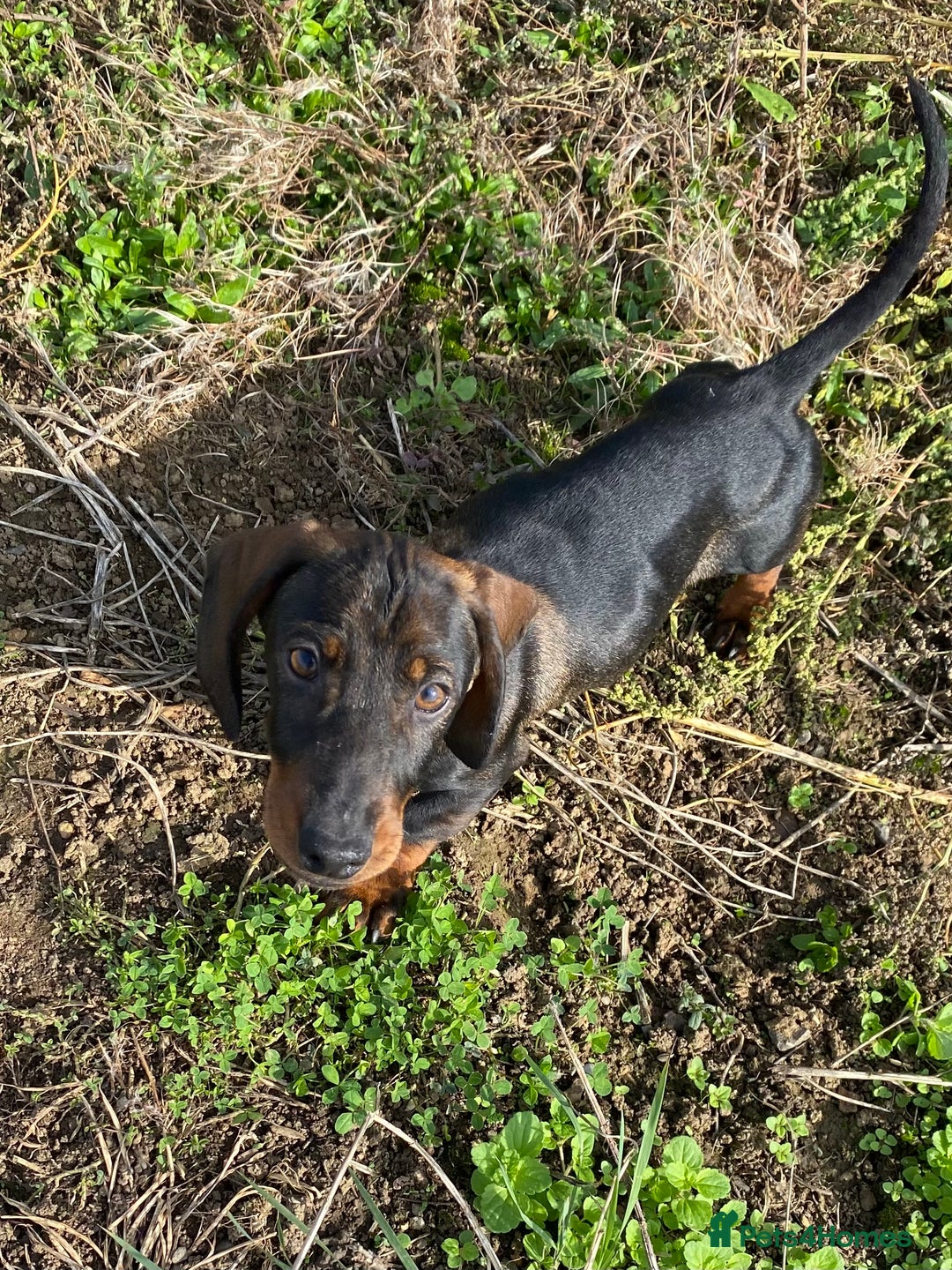 Dachshund dogs for sale: One Mini dachshund puppy Dad kc registered in Northampton - Image 5
