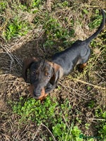 Dachshund dogs in Northampton - Advert 9