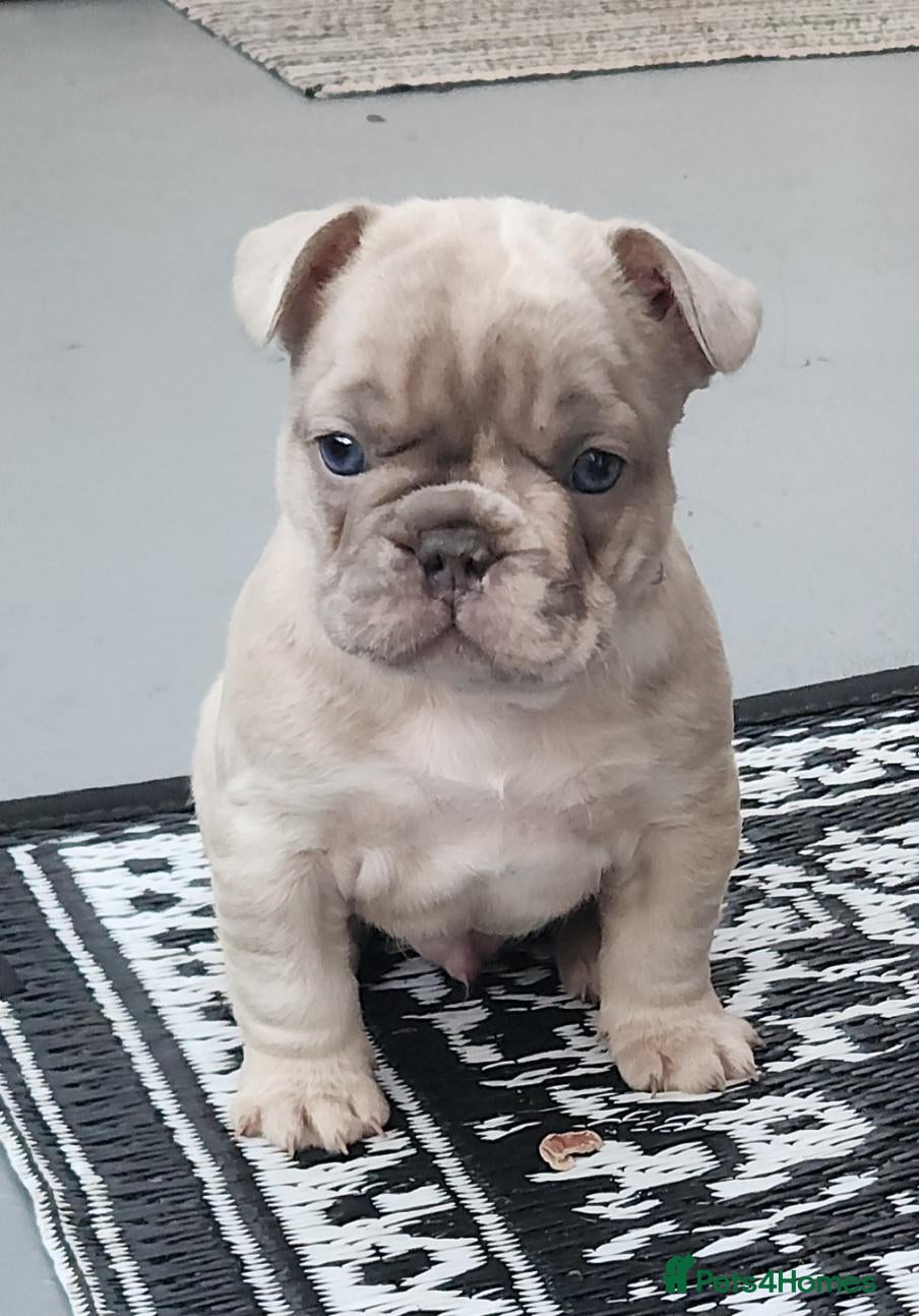French Bulldog dogs French bulldog - Advert 2