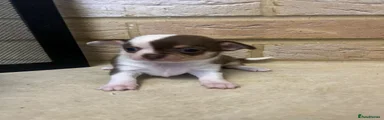 Chihuahua 4