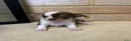 Chihuahua dogs for sale: 🐾GORGEOUS CHIHUAHUA PUPPIES READY TO RESERVE NOW - Advert 3