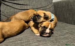 Boxer dogs for sale: Beautiful bob/tailed litter pure boxers  - Advert 39