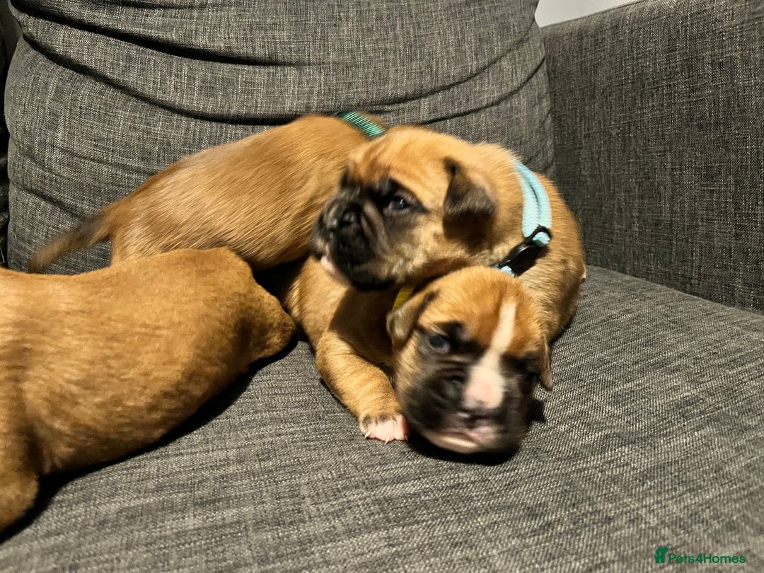 Boxer dogs for sale: Beautiful bob/tailed litter pure boxers  - Advert 39