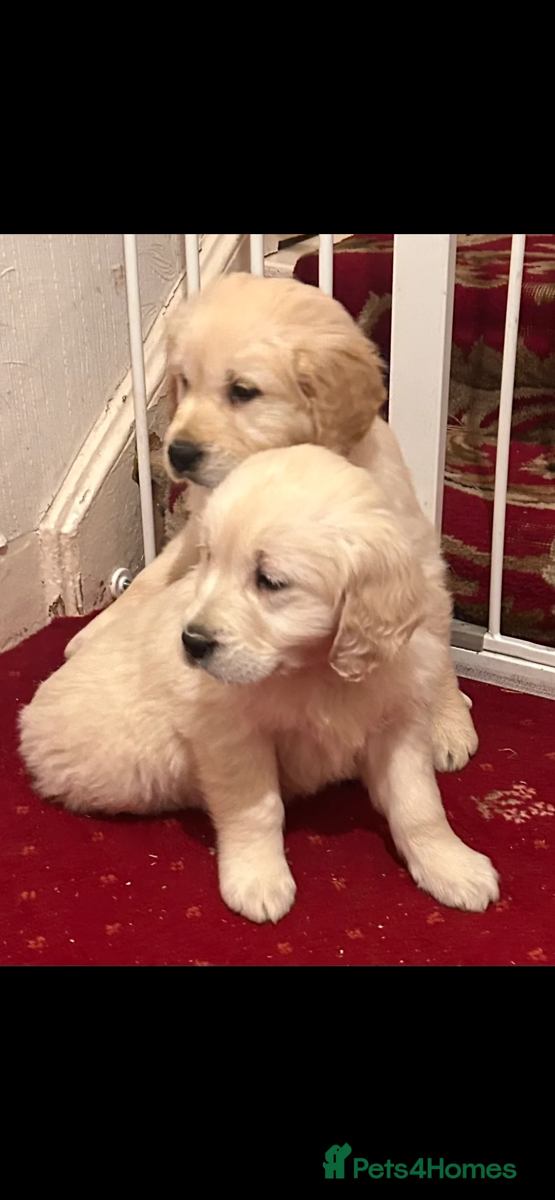 Golden Retriever dogs for sale: Golden retriever puppies  - Advert 2