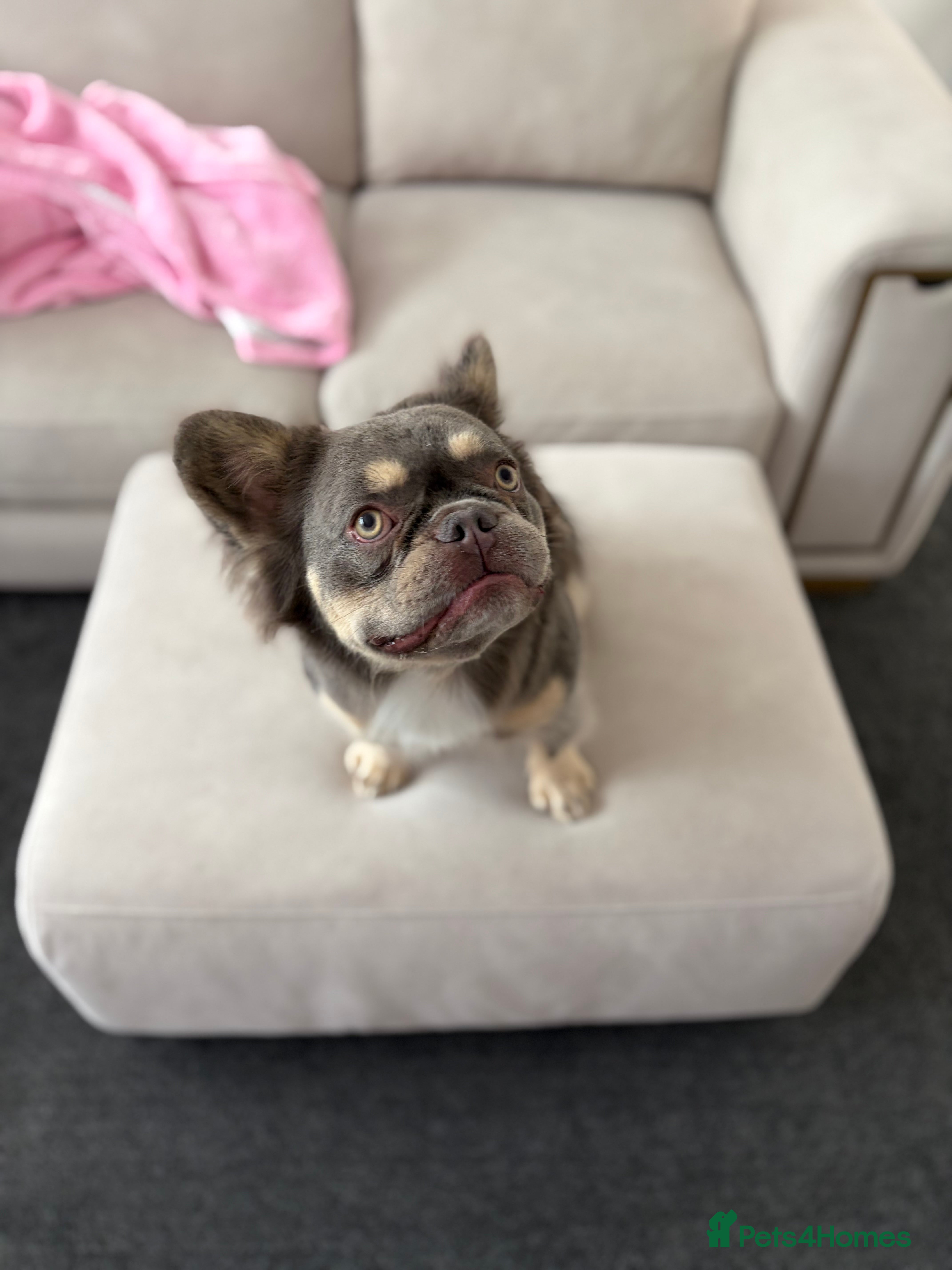 French Bulldog dogs for sale: Fluffy French Bulldog Archie  in Peterborough - Advert 4
