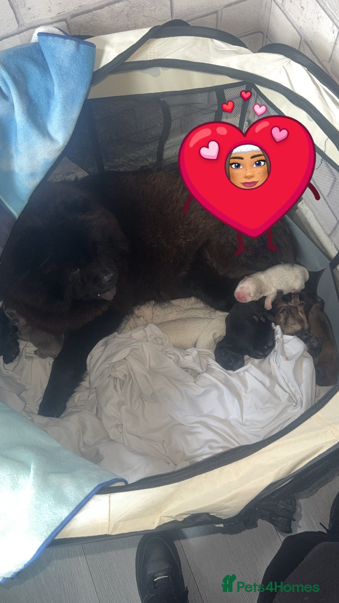 Chow Chow dogs for sale: Chow chow pups - Image 3