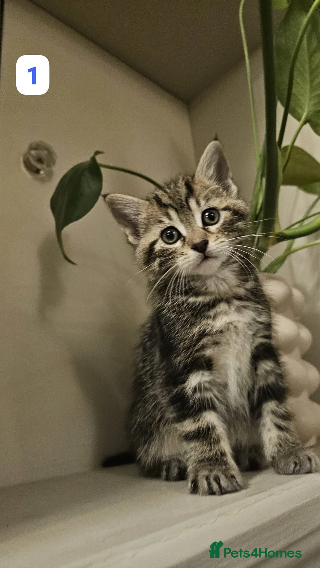 Maine Coon cats for sale: 7 Beautiful Maine Coon x Kittens - Advert 2