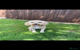 Cavapoo dogs for sale: F1B Cavapoo waiting list  - Image 3