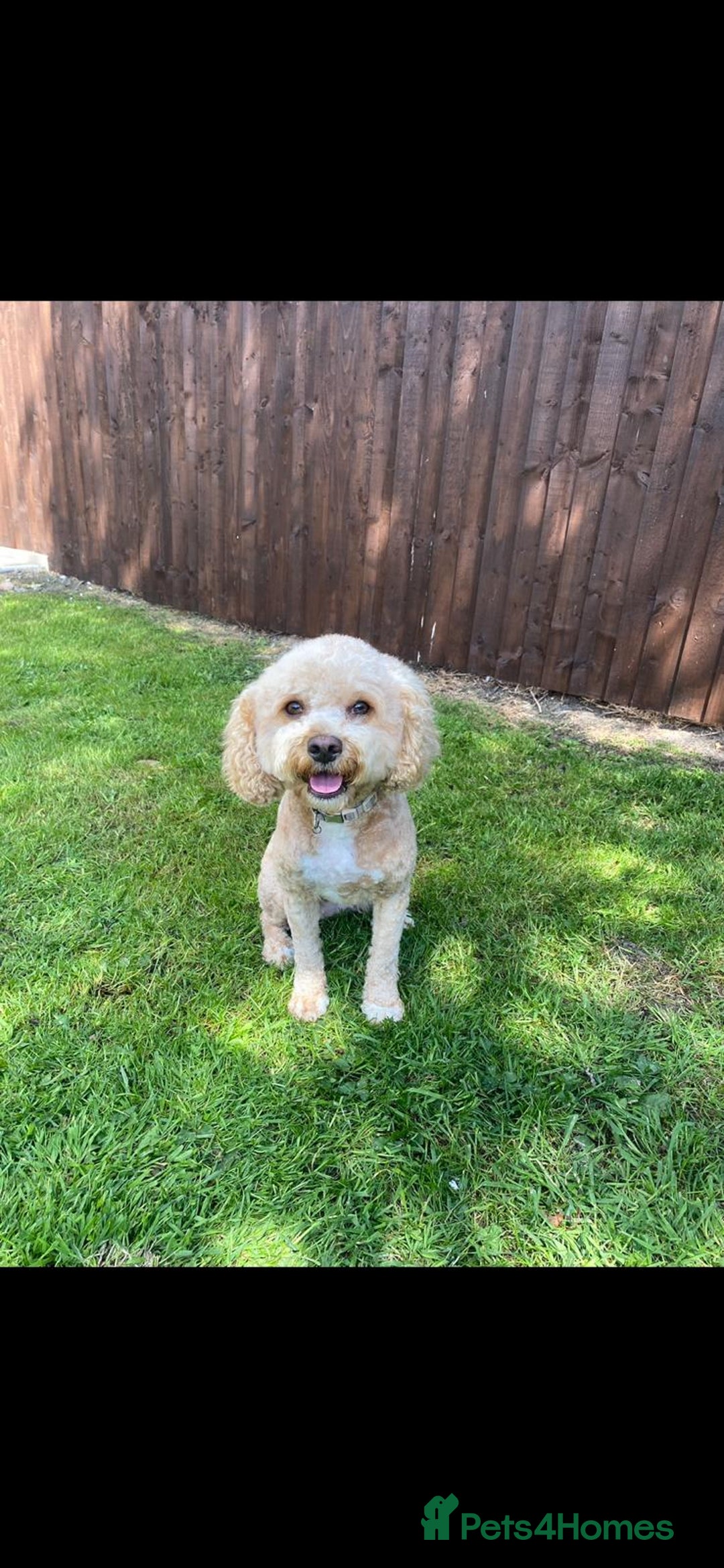 Cavapoo dogs for sale: F1B Cavapoo waiting list  - Image 3