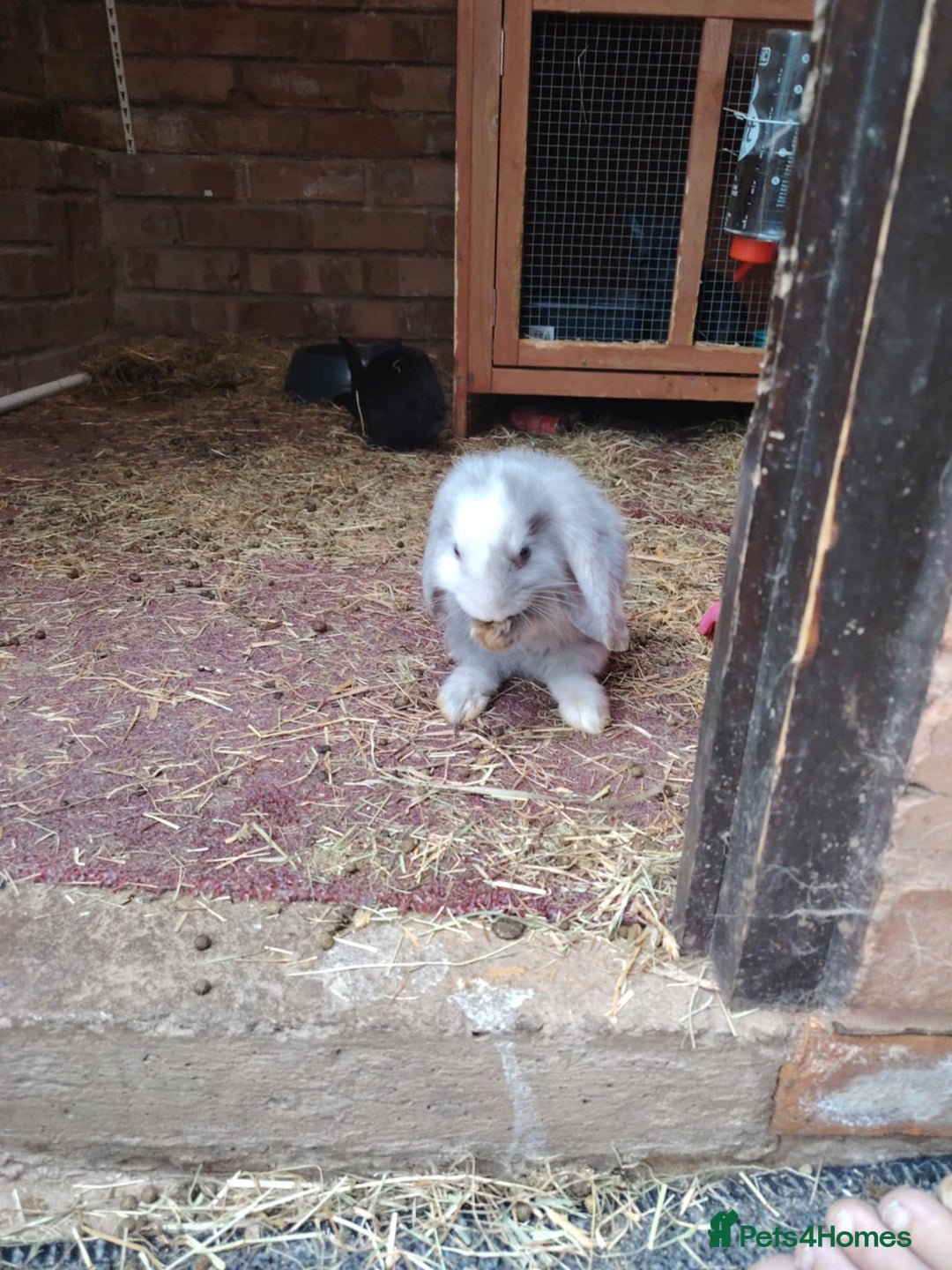 French Lop rabbits for sale: Giant lops beautiful example  - Image 9