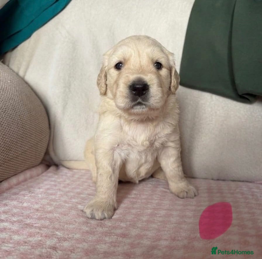 Golden Retriever dogs Beautiful golden retriever puppies  - Advert 1
