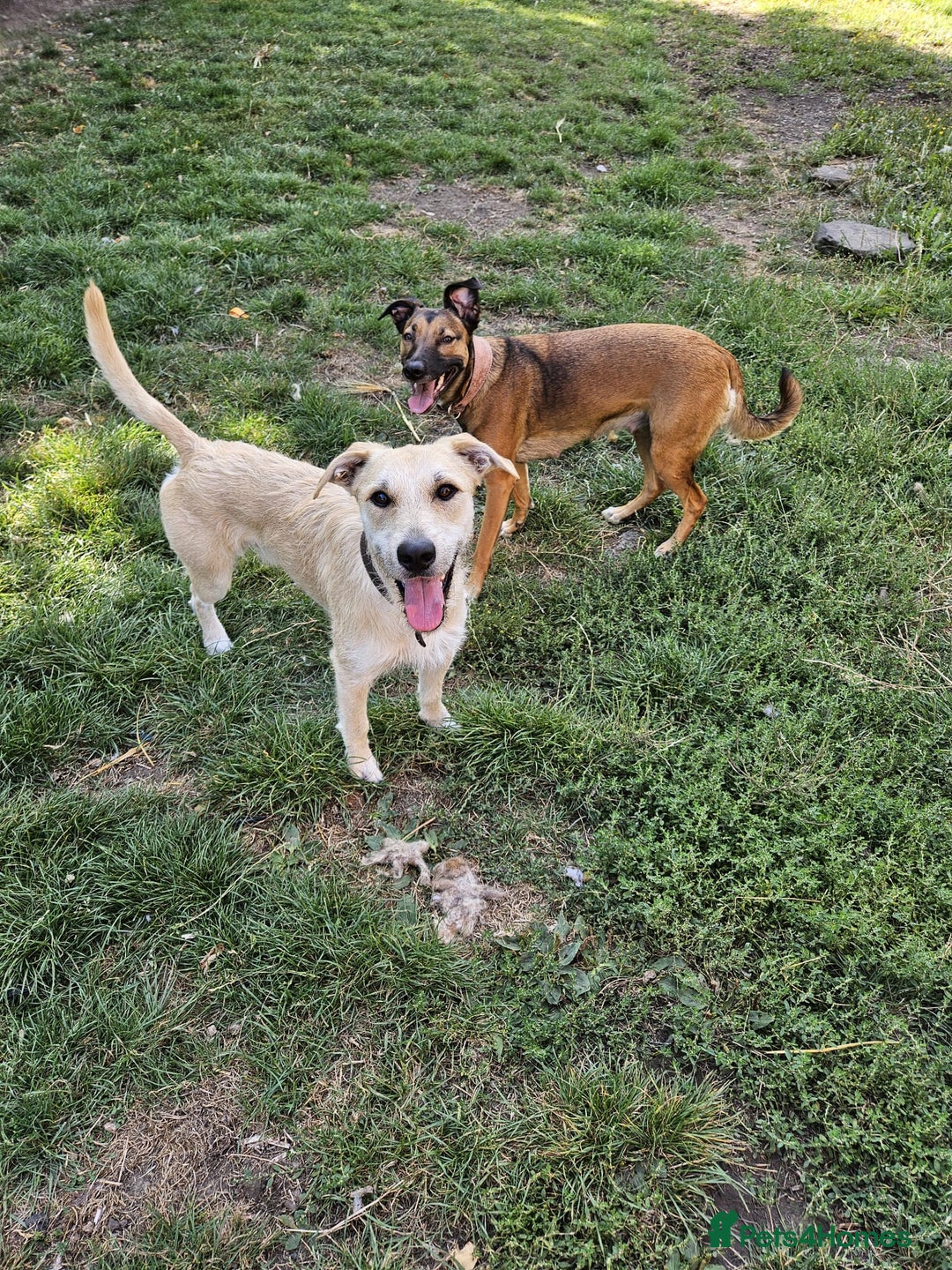 Mixed Breed dogs for sale: Adorable Lurcher Cross Puppies Available! - Image 3