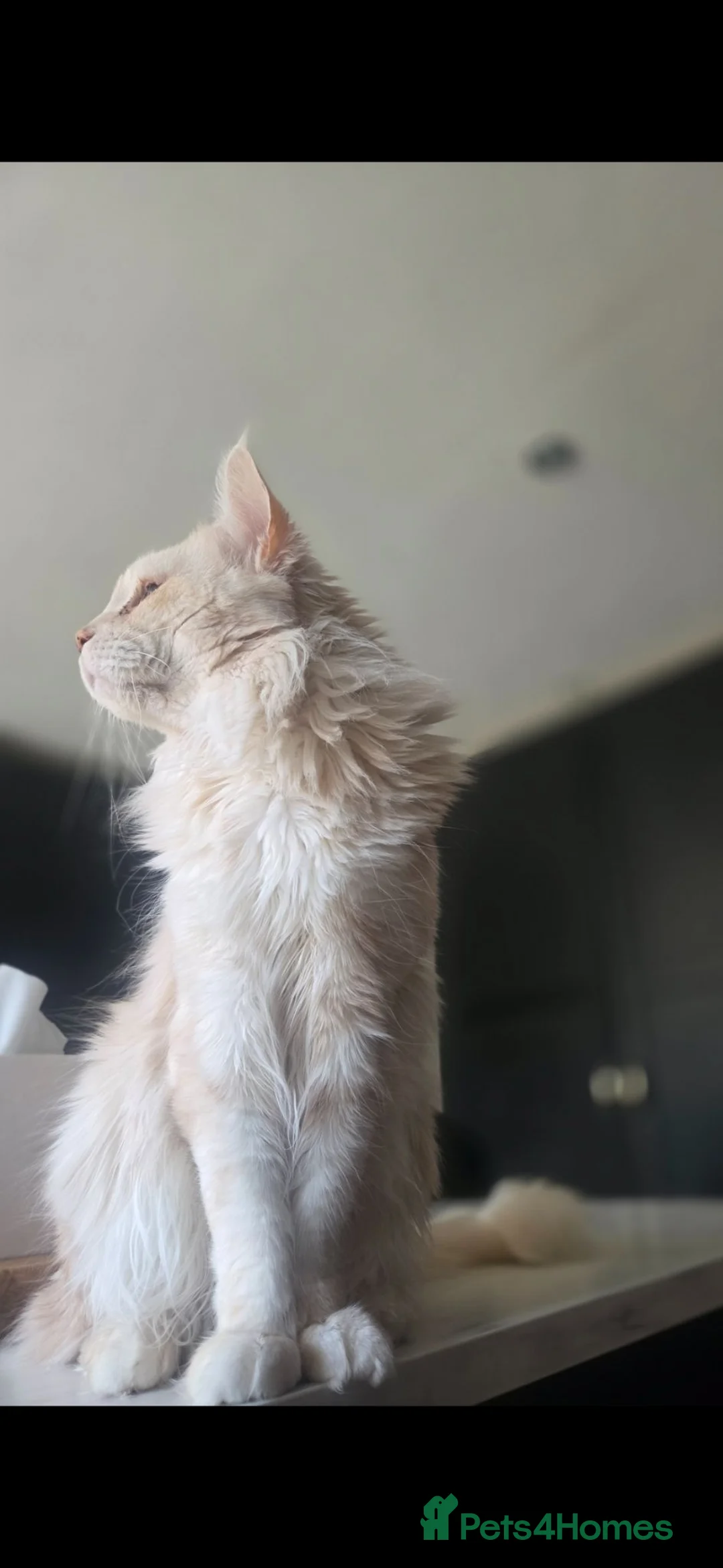 Maine Coon cats for sale: Mainecoon for Sale - Advert 2