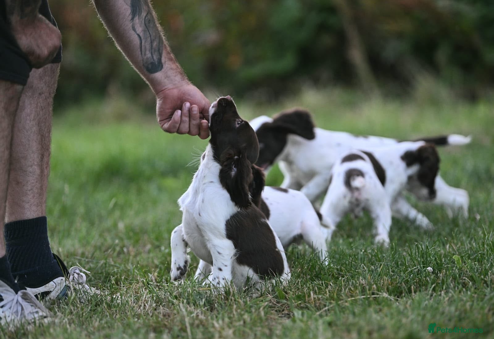 English Springer Spaniel dogs Springer Spaniel 13 weeks  - Advert 1