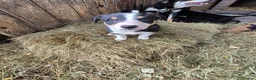 Border Collie dogs for sale: Border Collie Puppies for Sale in Ruthin - Advert 7