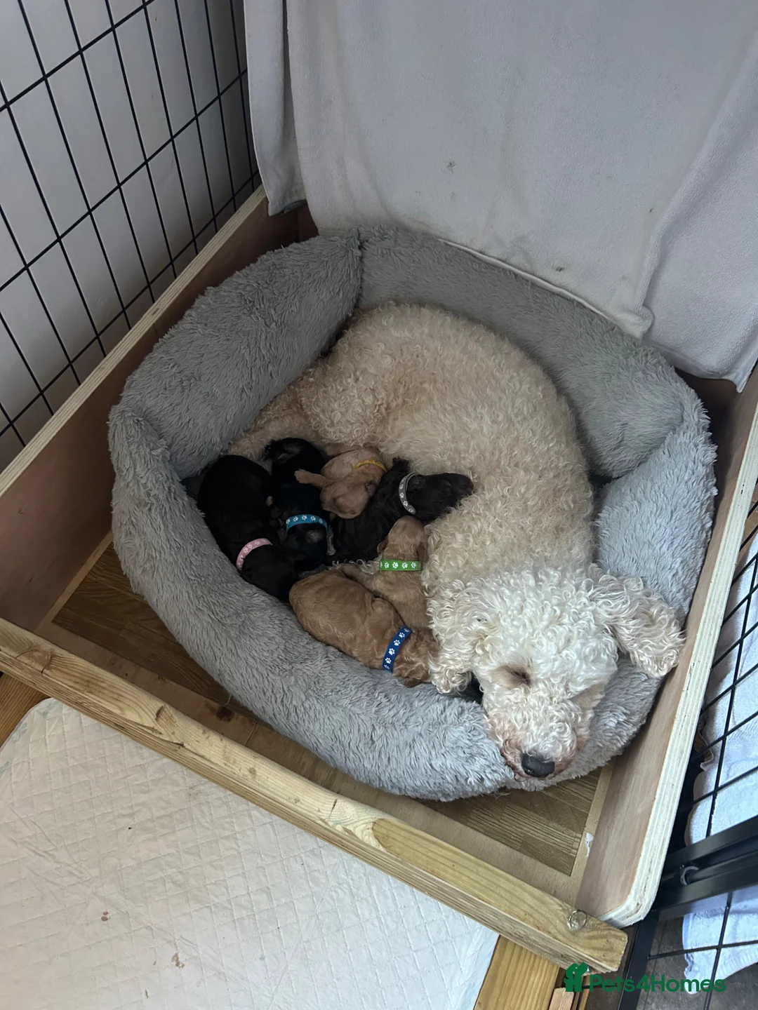 Cockapoo dogs for sale: Five male cockapoo - Advert 1